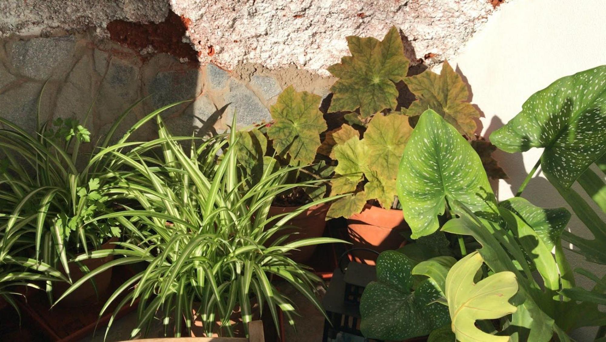 Finca Las Polinarias Casa Cueva En Fasnia Santa Cruz de Tenerife Dış mekan fotoğraf