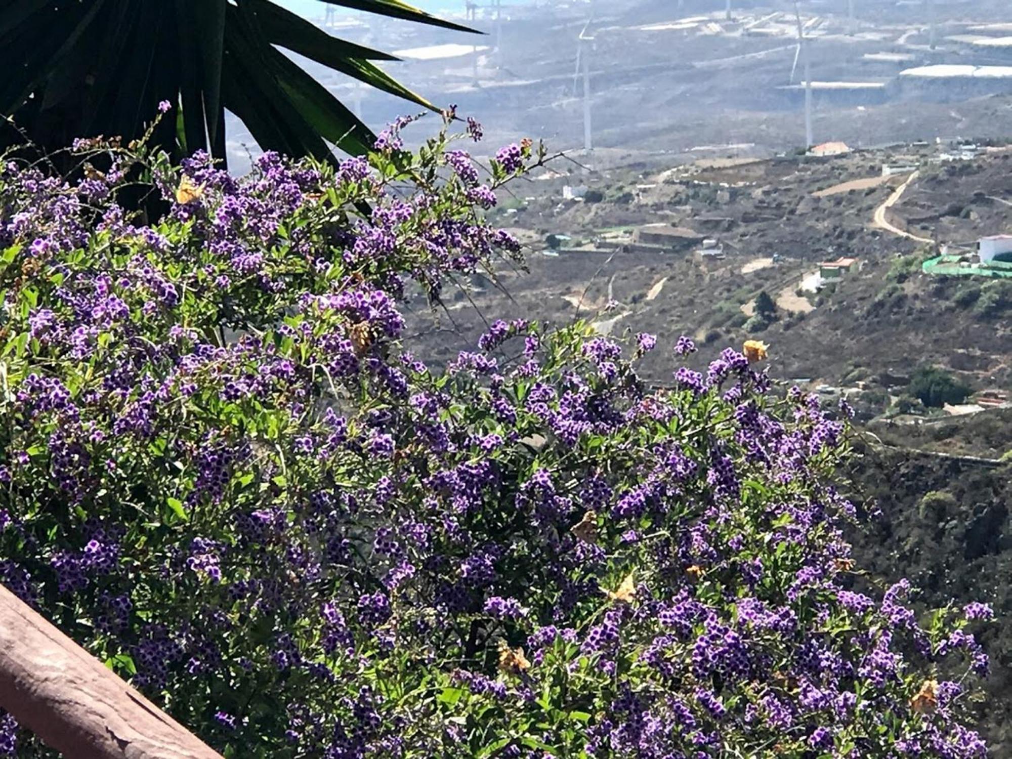 Finca Las Polinarias Casa Cueva En Fasnia Santa Cruz de Tenerife Dış mekan fotoğraf